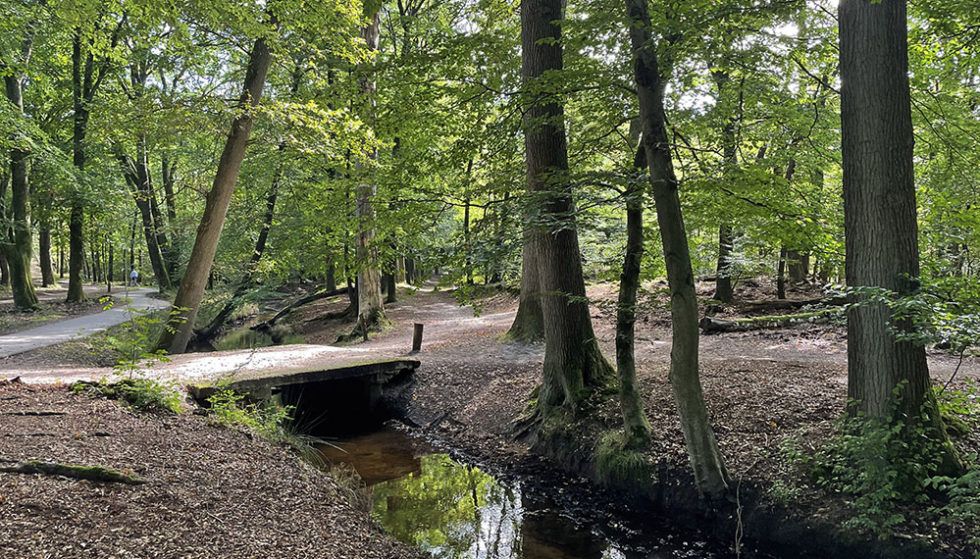 Heerlijke Wandeling Door Het Leuvenumse Bos Grijsopreis Nl