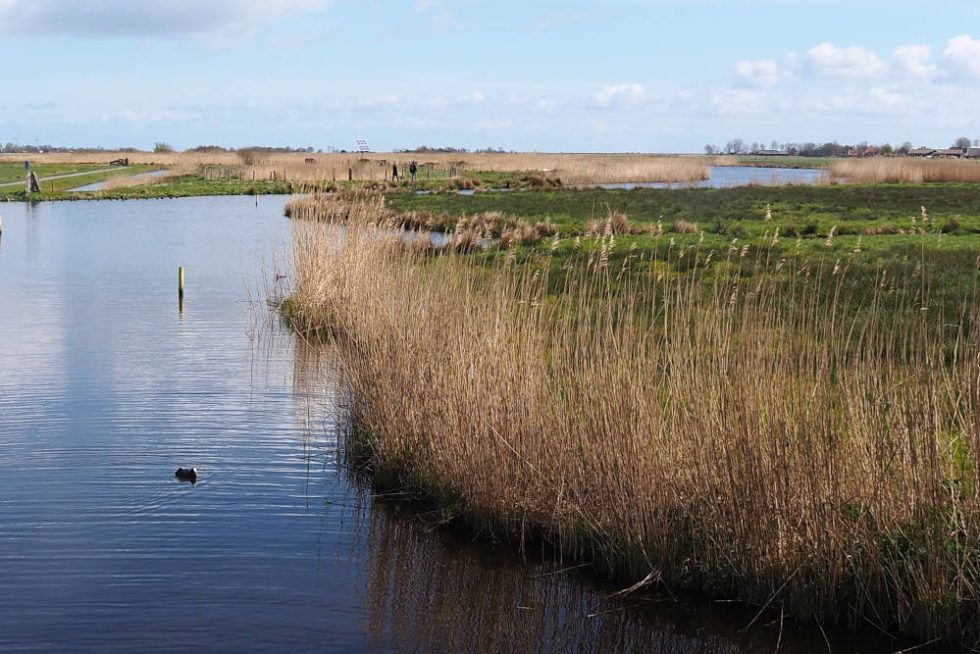 Een Heerlijke Landelijke Wandeling Door Amsterdam Noord Grijsopreis Nl