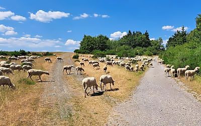 Rangertour naar Wollseifen in Nationalpark Eifel