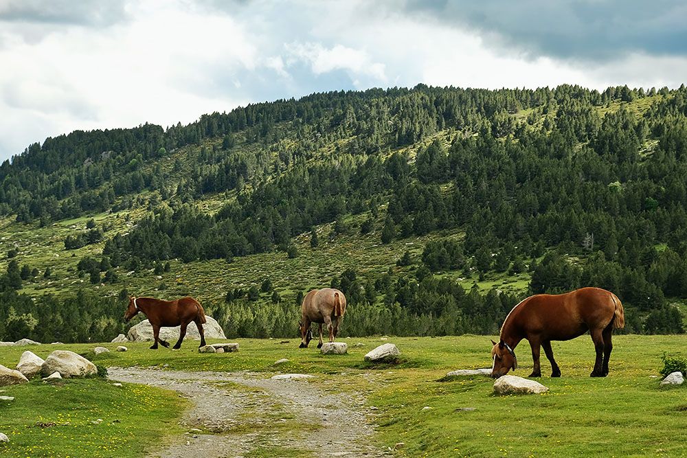 Paarden