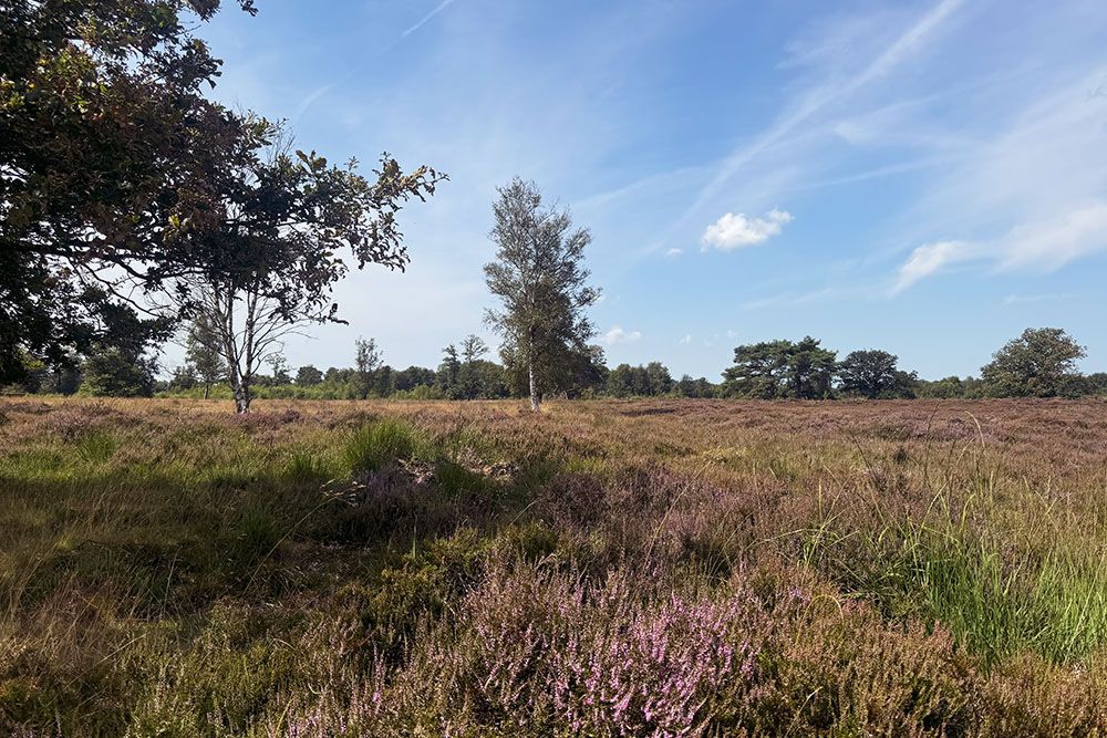 Bloeiende heide