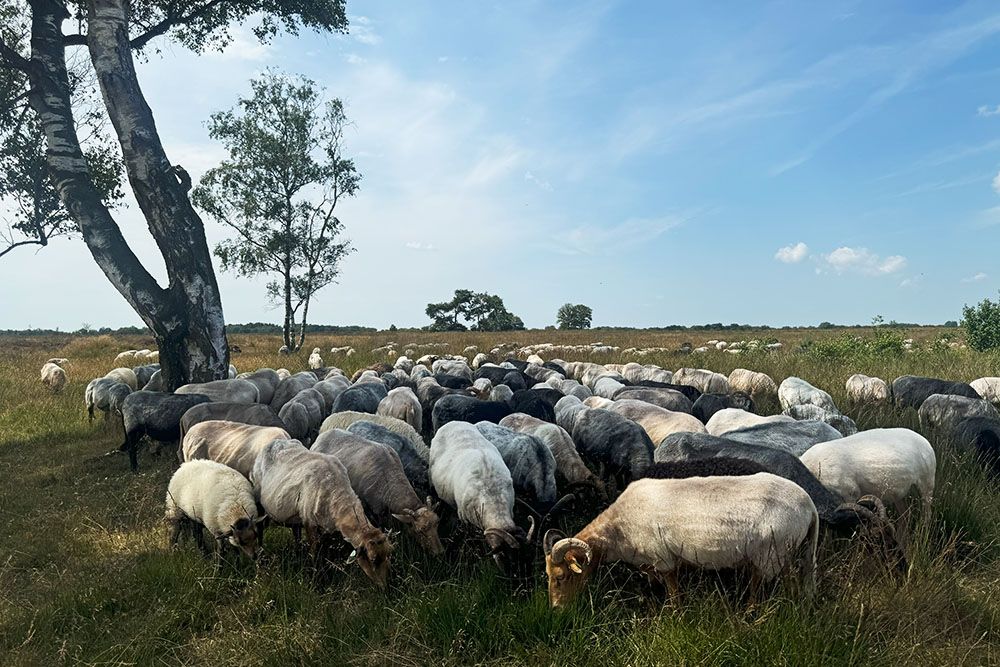 Drentsche Schapen