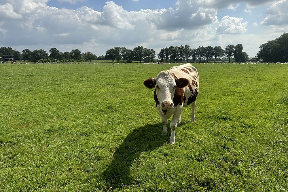 Koe in de Gelderse Vallei