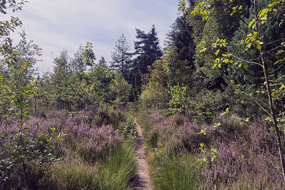 Bloeiende heide