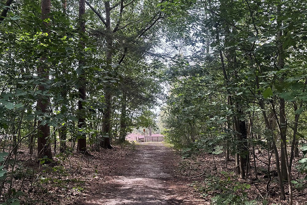 Bos en heide bij Schoonloo