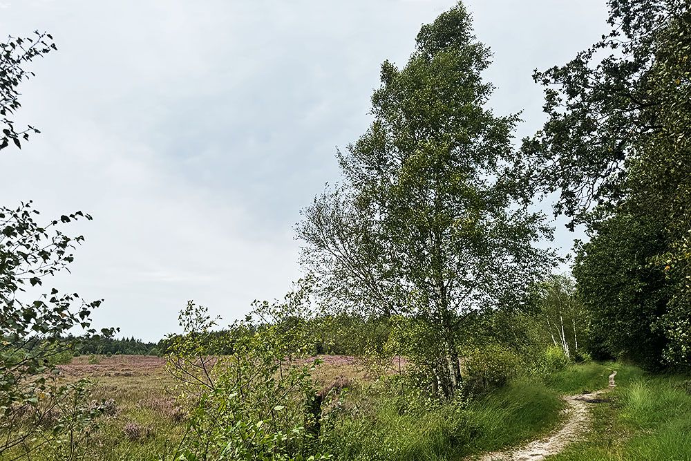 Pad langs de heide