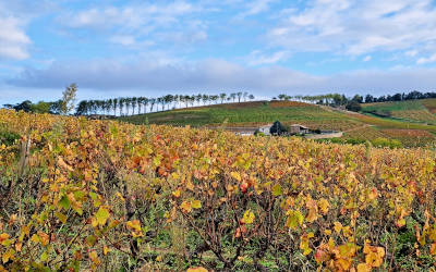 Schitterende herfstwandeling bij Fleurie in de Beaujolais